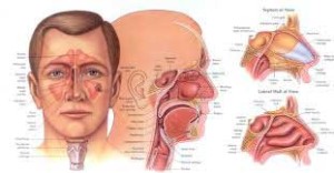 Eye Ear Nose And Throat Doctors 108